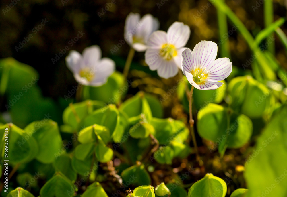 blooming common wood sorrel - Oxalis acetosella - in natural environment blooming common wood sorrel - Oxalis acetosella - in natural environment