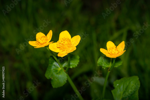 three yellow blossoms of marsh marigold also kown as kingcup or warrer boot - Caltha palustris - in close up view photo