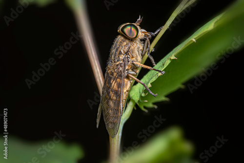close up of a horsefly - Tabanus bovinus