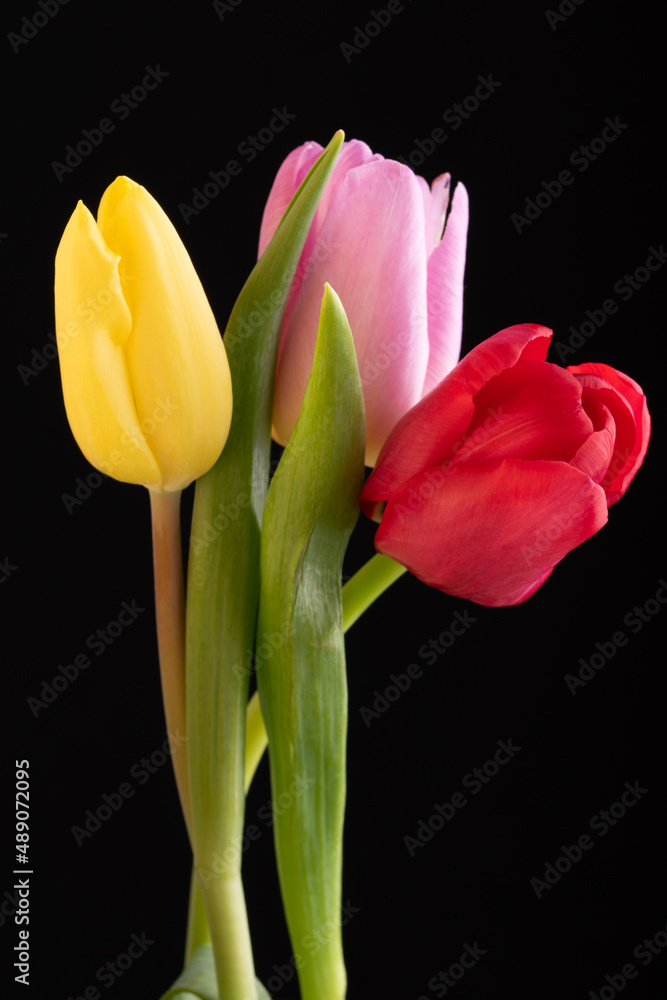 Fototapeta premium Yellow ,red and pink tulips isolated over a black background