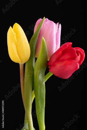 Yellow ,red and pink tulips isolated over a black background