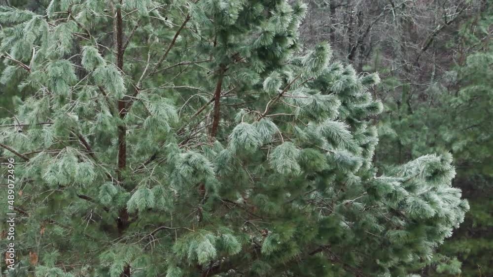 Pine tree in freezing rain Pine tree in freezing rain