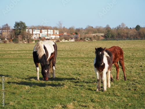 牧草上を歩く複数の馬