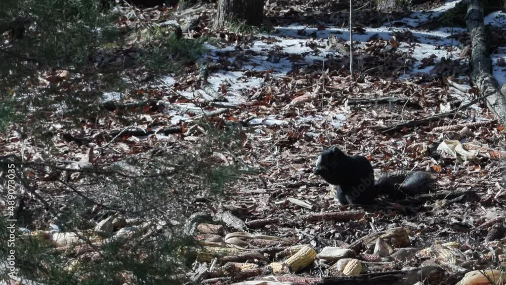 Fox squirrel feeds on corn put out to help wildlife through winter months Fox squirrel feeds on corn put out to help wildlife through winter months