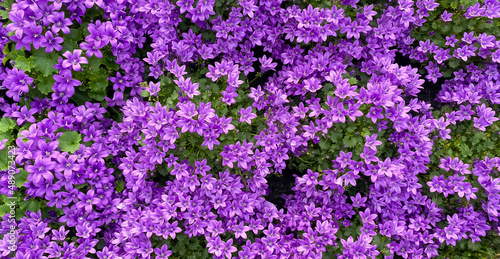 Top view full frame closeup of many countless violet dalamtian bellflower (campanula portenschlagiana) blossoms