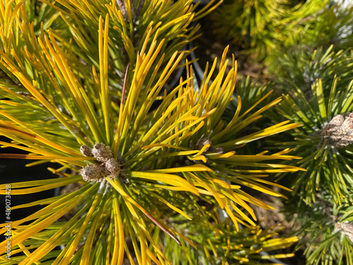 Closeup mountain pine tree branch (pinus mugo mops) with green needles