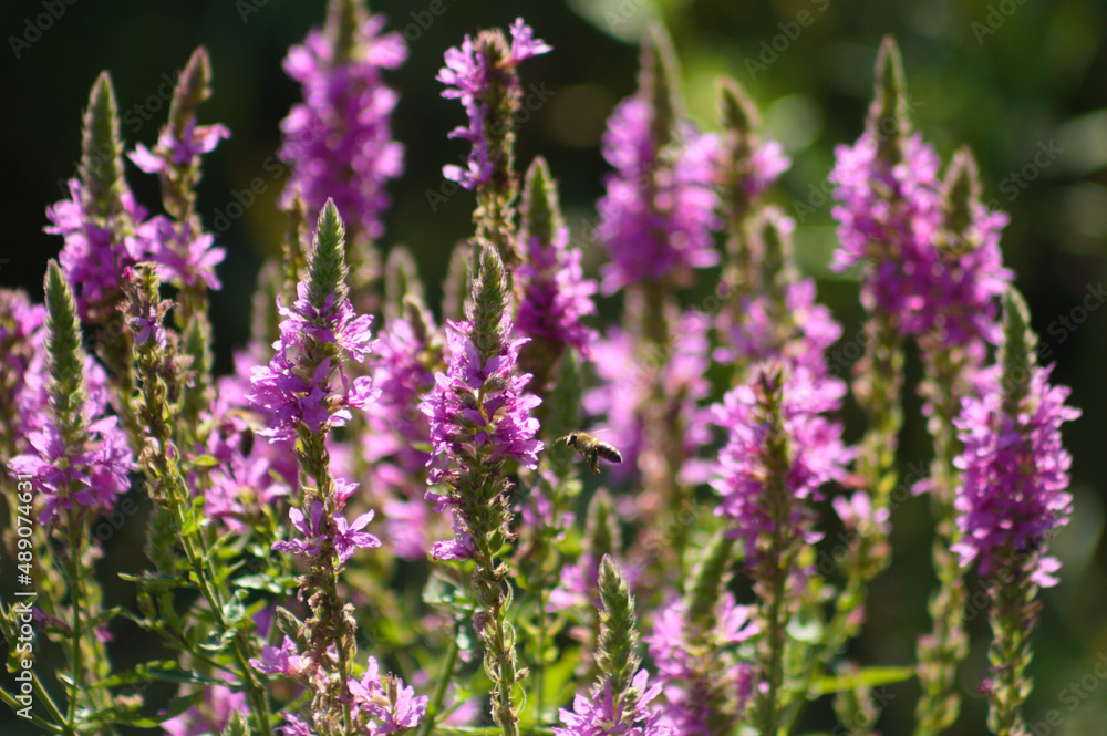 Purple loosestrife in bloom with a flying bee closeup view with selective focus on foreground Purple loosestrife in bloom with a flying bee closeup view with selective focus on foreground
