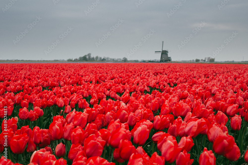 Obraz premium Holland