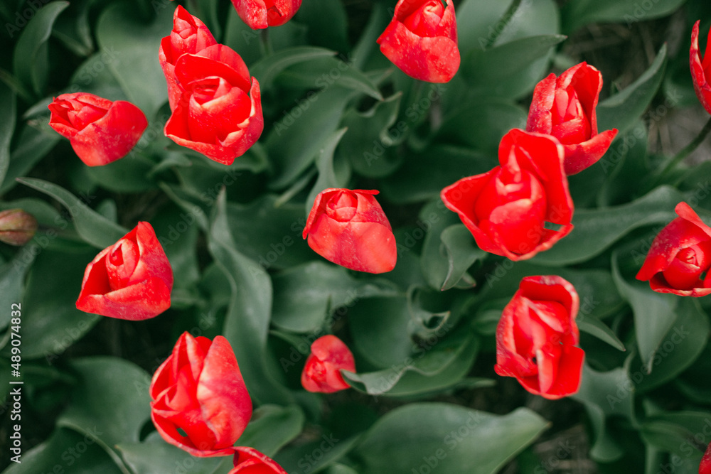 Tulip