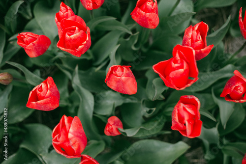 Obraz na płótnie Tulip w salonie