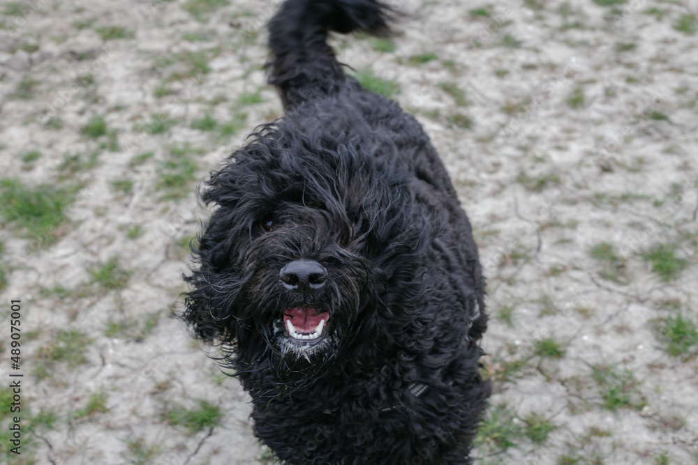 Dog