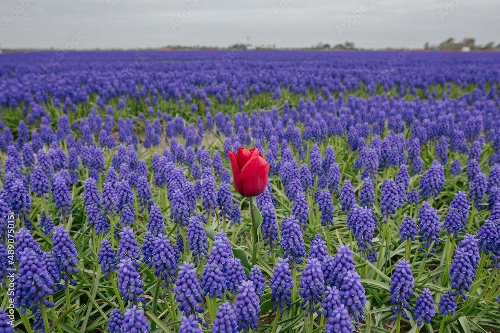 Tulip
