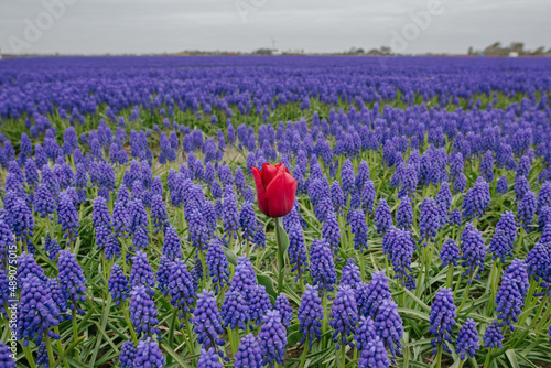 Obraz na płótnie Tulip w salonie