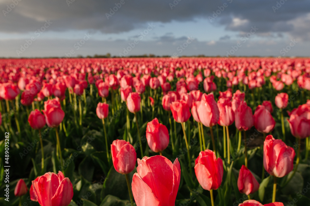 Tulip