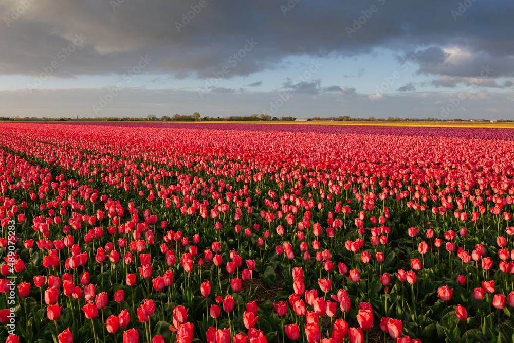 Tulip
