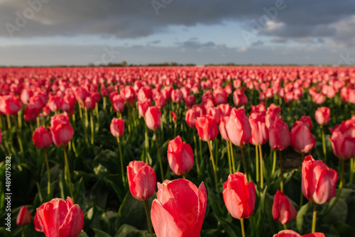Obraz na płótnie Tulip w salonie