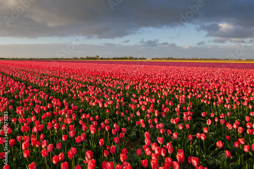 Obraz na płótnie Tulip w salonie