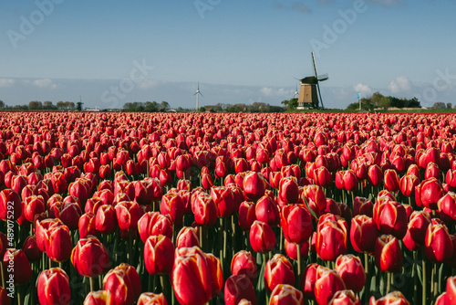 Obraz na płótnie Tulip w salonie