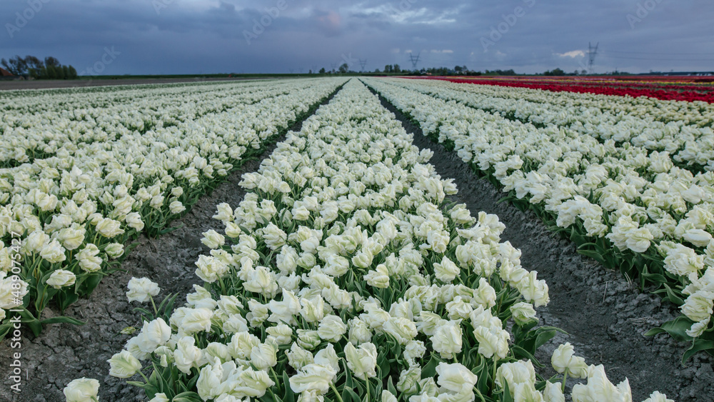 Tulip