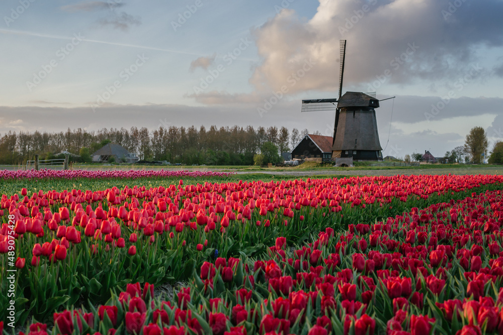 Tulipany