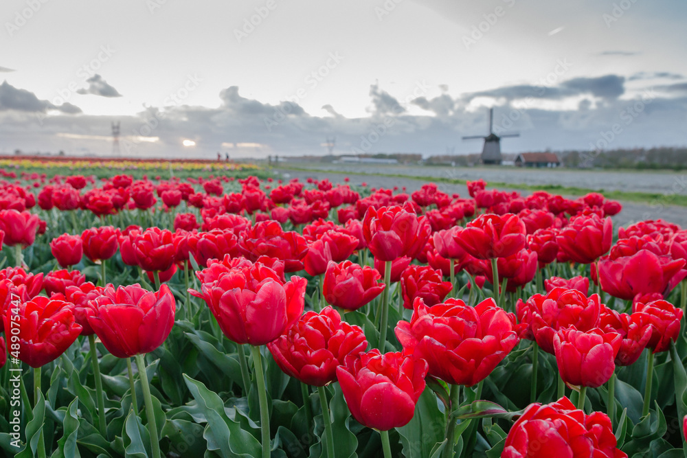 Tulipany