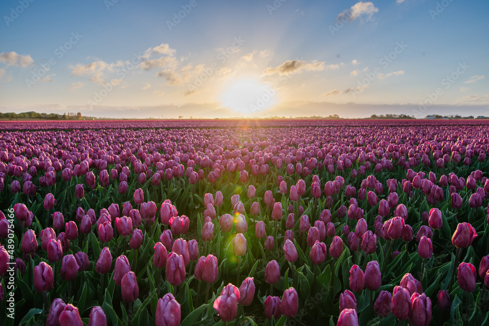 Tulipany