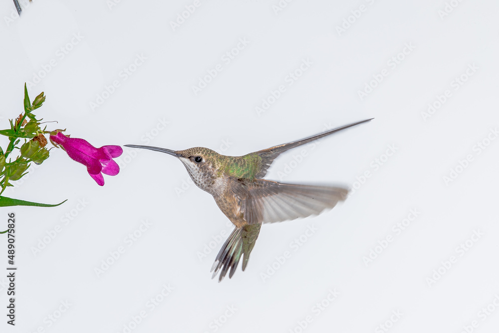 Obraz premium HUMMINGBIRD