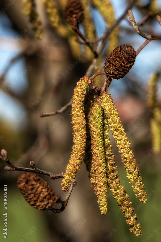 Closeup of male catkins of Italian Alder (Alnus cordata) in late winter Closeup of male catkins of Italian Alder (Alnus cordata) in late winter