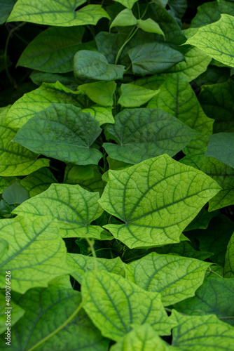 Ipomoea beautiful green leaves as natural background, texture 