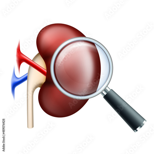 Scrutiny Kidney with magnifying glass. Examination of disease Kidney