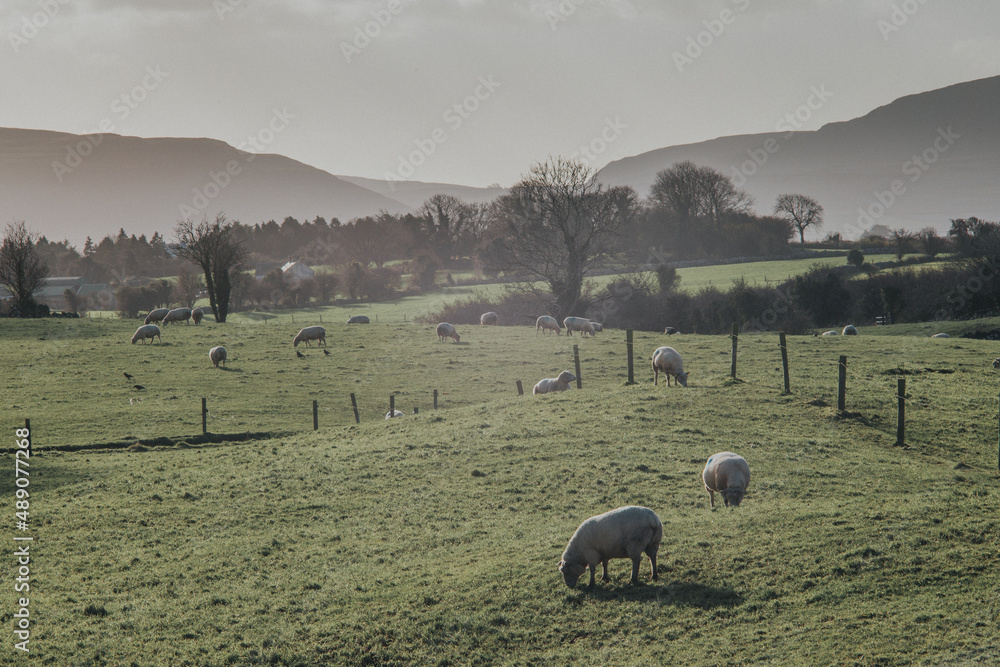 Irlandia