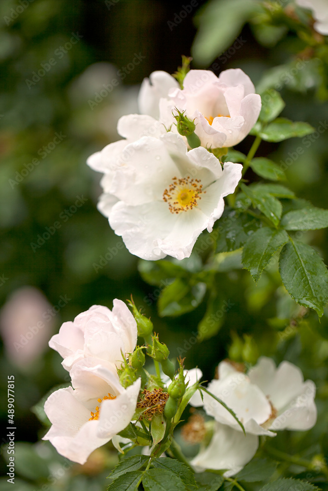 White Wild Roses Close Up White Wild Roses Close Up