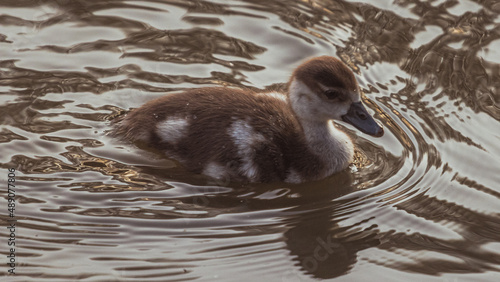 baby duck swimming in water