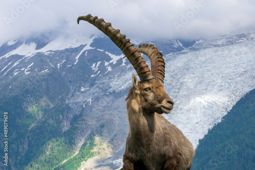 Portrait of an alpine ibex near the Mont Blanc massif. photo