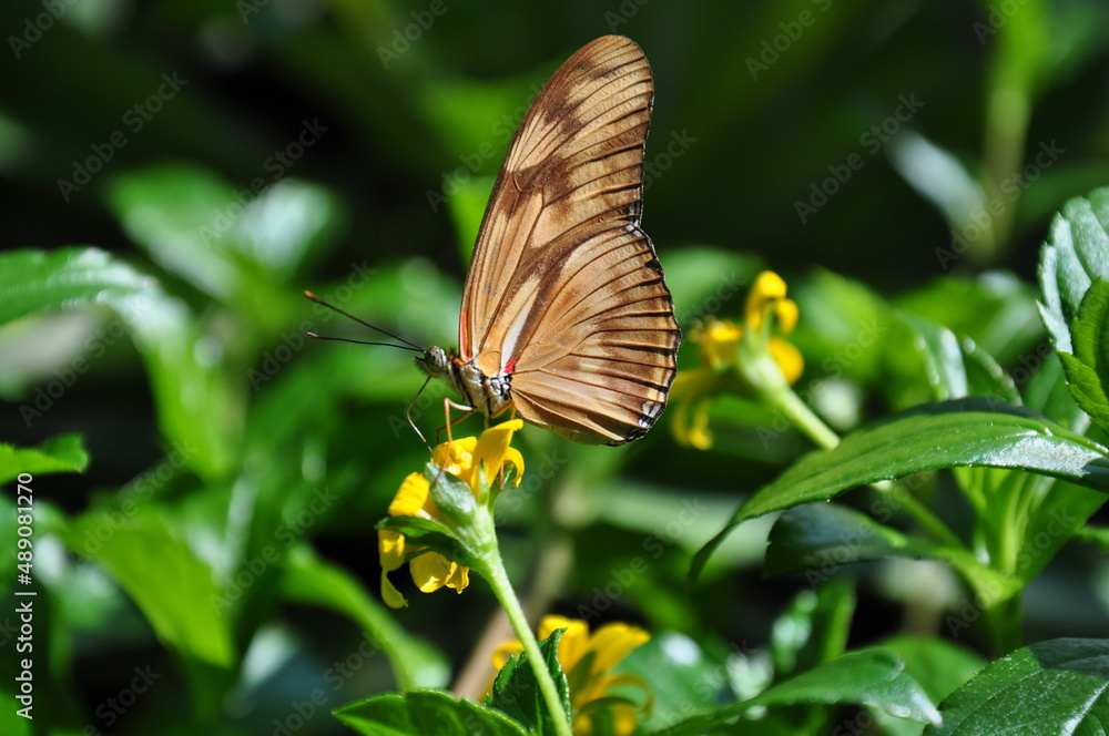 Motyl