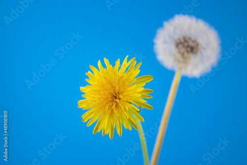 image of dandelion flowers closeup