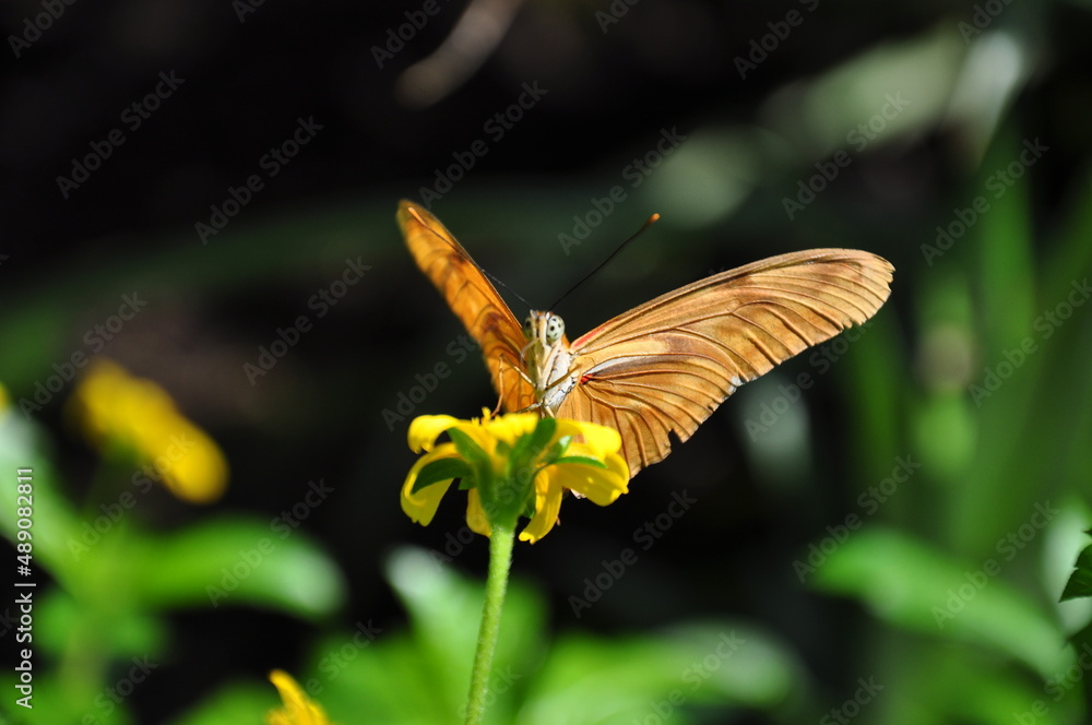 Motyl