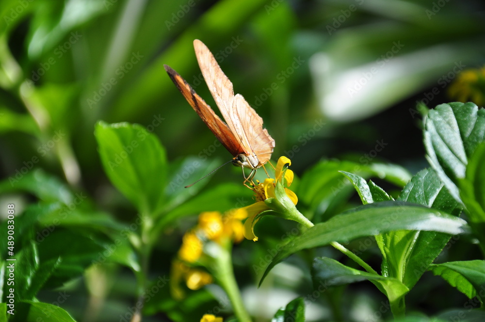 Motyl