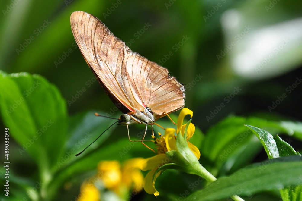Motyl