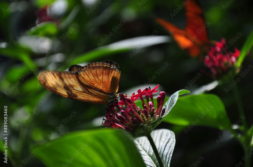 Motyl