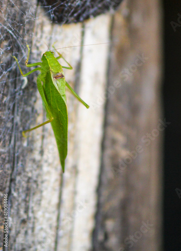 green praying mantis © Art Sublimina