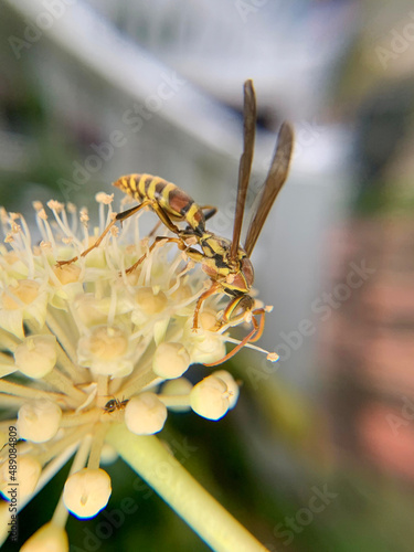 bee on a flower