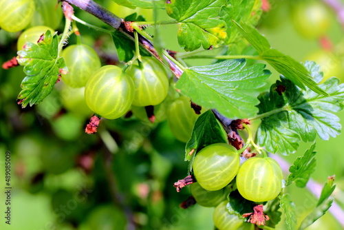 Fresh gooseberry on a branch of a gooseberry Bush in the garden. Close-up view of organic gooseberry berries hanging on a branch under the leaves.
