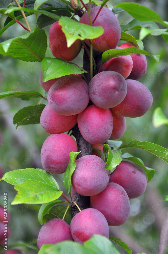 On the branch of the tree ripe plums with pink color of the fruit. On the branch of the tree ripe plums with pink color of the fruit.