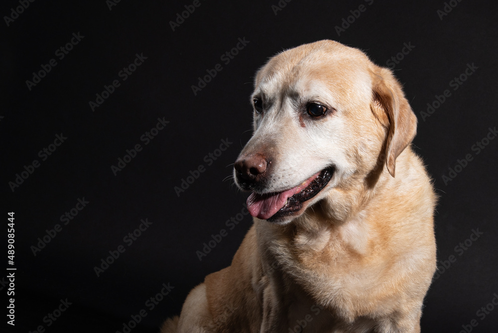 portrait of an old labrador on a black background portrait of an old labrador on a black background
