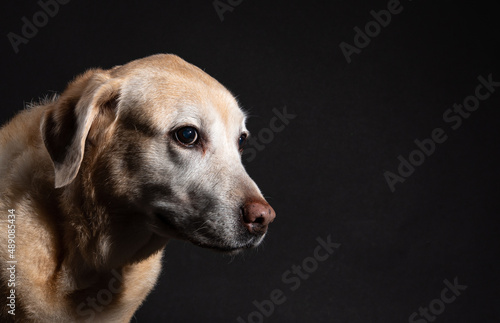 portrait of an old labrador on a black background