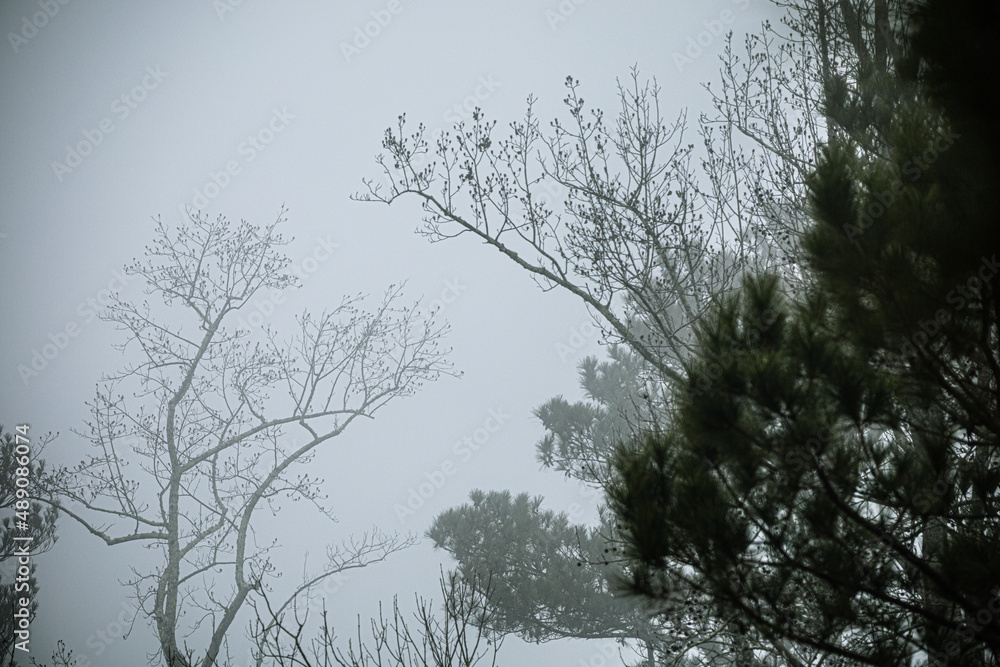 Morning winter fog along tree line with limited view Morning winter fog along tree line with limited view