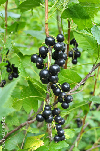 On the bush berries are ripe currant.