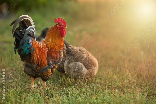 Beautiful cockerel with a golden mane walks with his chickens in the garden Fototapet