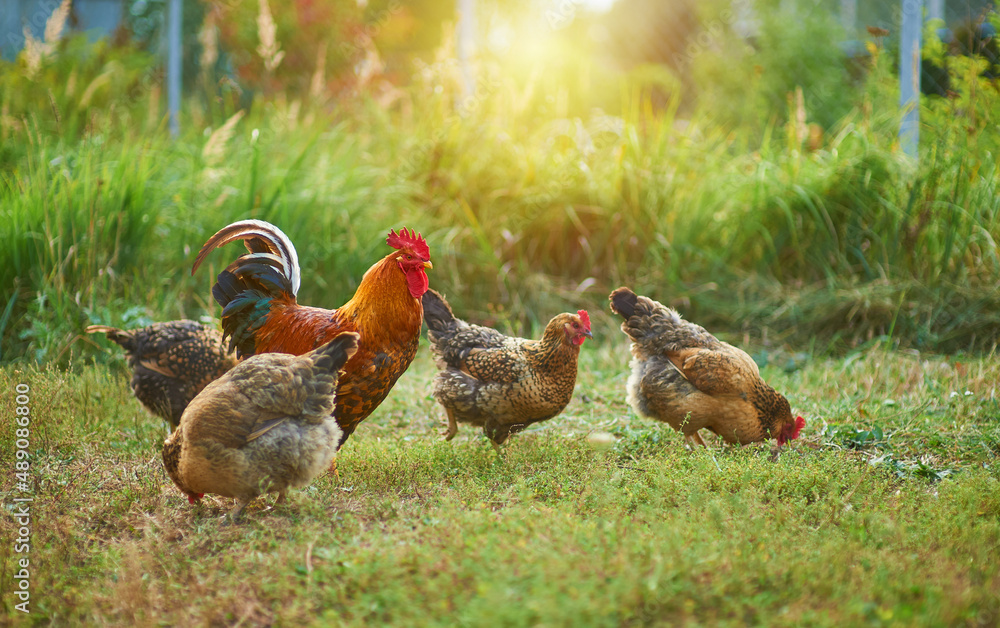 Fototapeta premium Golden cock with and his hens foraging in the garden in the sun